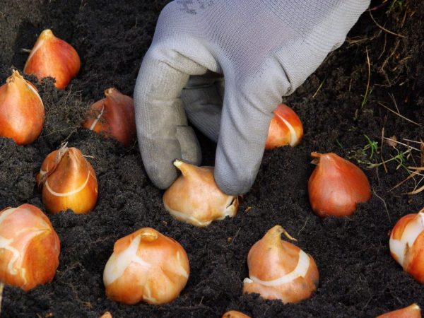 Il est recommandé de planter les tulipes à la mi-septembre