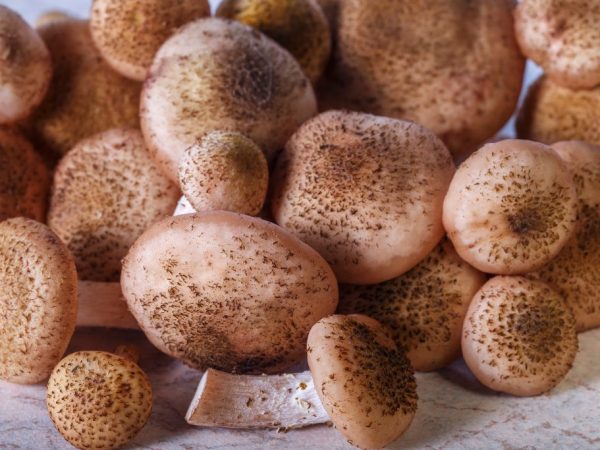 Maaaring kolektahin ang mga honey mushroom sa pagsisimula ng malamig na panahon