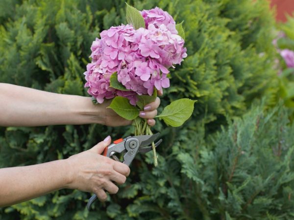 Taille et alimentation des hortensias à l'automne