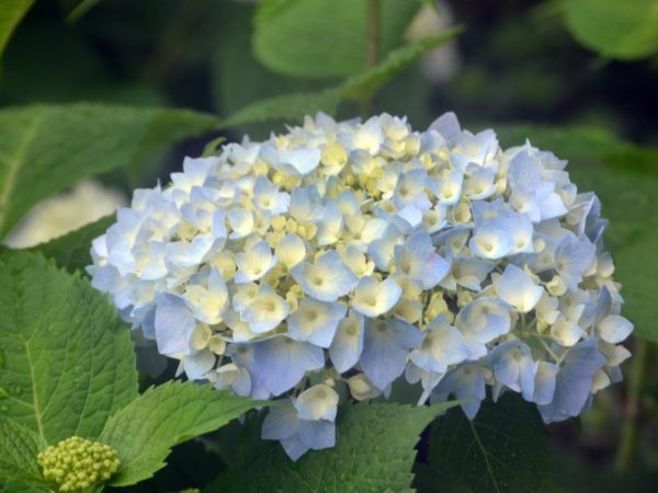 La taille favorise une floraison luxuriante