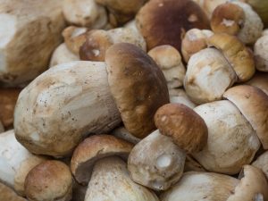 Lumalagong porcini na kabute sa mga greenhouse