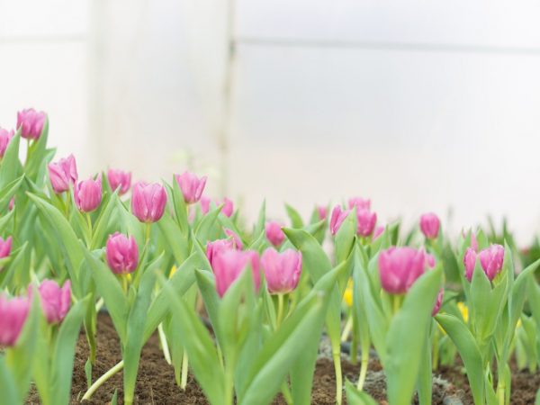 Termes et règles de transplantation de tulipes