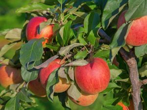 Variété de pomme Idared