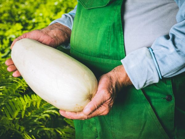 Mga pagkakaiba-iba ng puting zucchini at ang mga patakaran para sa kanilang paglilinang