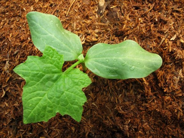 Ang mga batang halaman ay pinakain ng mga nitrogen fertilizers