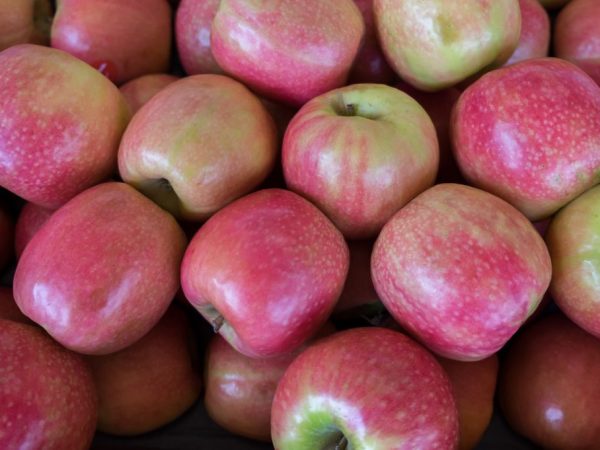 The apple tree gives an excellent harvest