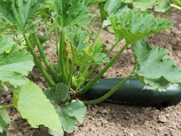 Zucchini Itim na gwapo