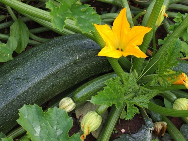 Zucchini variety Tsukesh