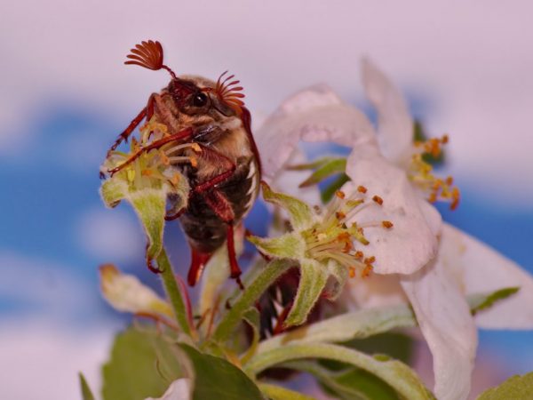 Lutte contre le dendroctone du pommier