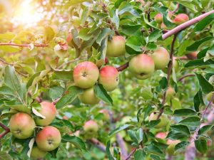 Variété de pomme Airlie Genève