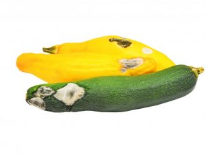 Mga sanhi ng nabubulok na zucchini