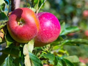 Caractéristiques de la variété de pomme Imant