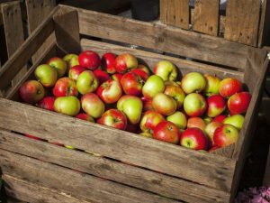 Caractéristiques de la conservation des pommes en hiver