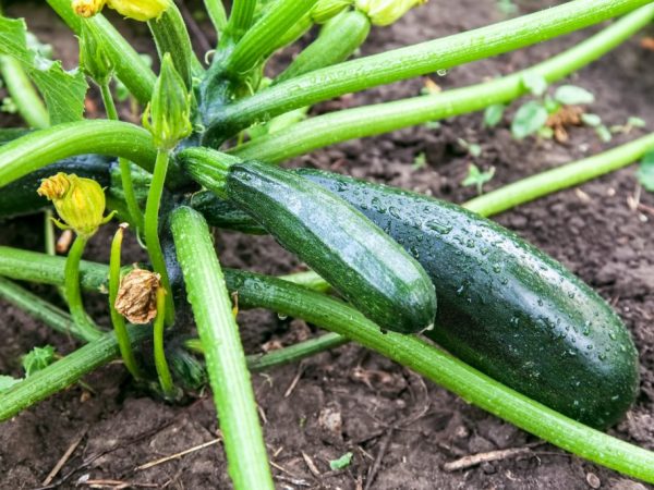 Mga panuntunan para sa pagtutubig ng zucchini sa bukas na bukid