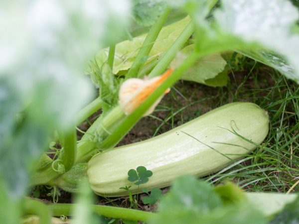 Ang zucchini ay nakatanim sa mga nakahandang kama