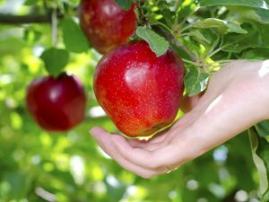 Description des pommes Macintosh