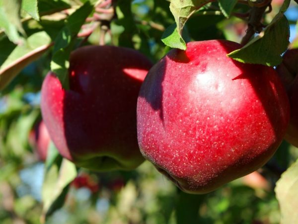 Apples on the tree ripen at different times