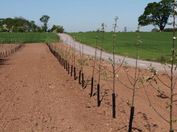 Apple trees need sunshine