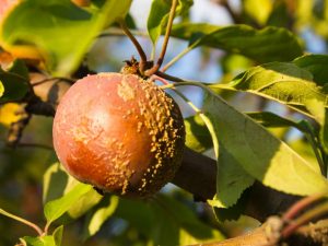 Comment gérer la moniliose des pommes