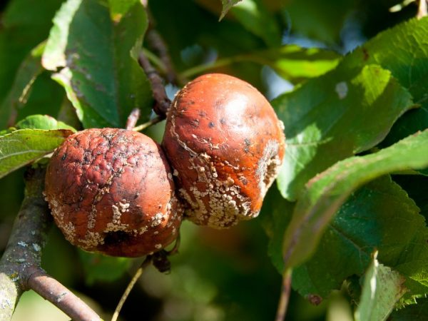 Protect apples from infections