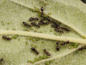 Combattre les fourmis sur un pommier