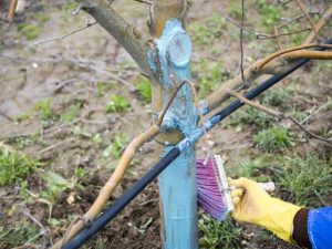 Technique de traitement des pommiers avec du sulfate de cuivre