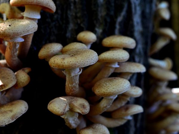 Mga tampok ng pagkolekta ng mga honey agaric sa Kuban