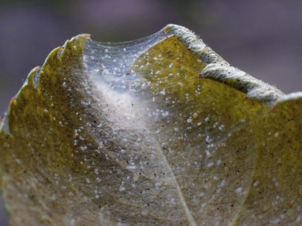 Fighting spider mites on an apple tree