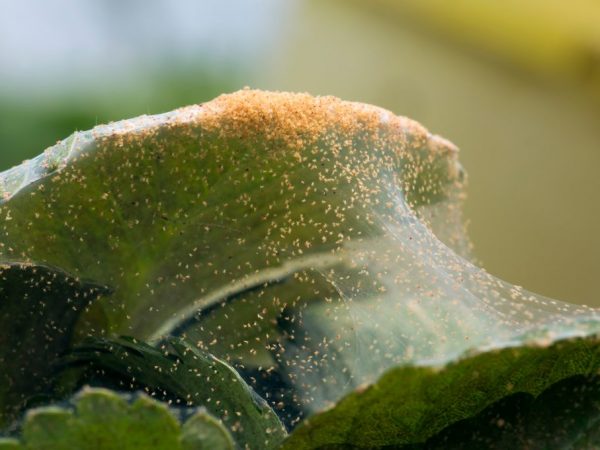 Insecticides will help get rid of the pest