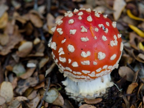 Ang mga fly agarics ay matatagpuan sa lahat ng mga kagubatan