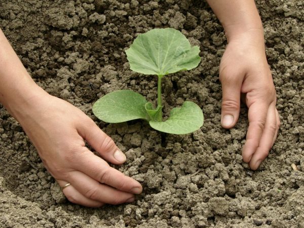 Pagkatapos ng pagtatanim, ang mga halaman ay dapat na natubigan