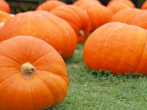 Mga katangian ng varietal ng Hundred Pound Pumpkin