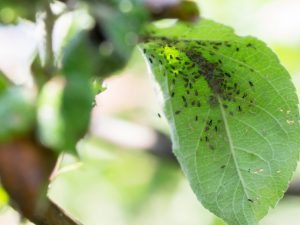 Spôsoby boja proti voškám na jabloni