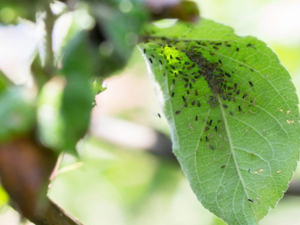 Façons de lutter contre les pucerons sur un pommier