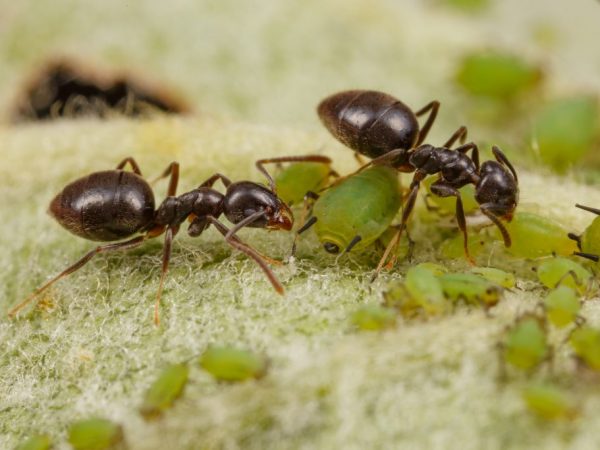 It is necessary to get rid of ants in the area