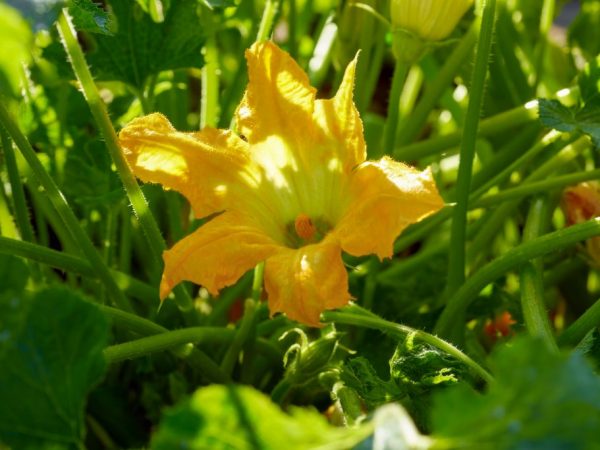 Lumalagong zucchini sa isang bariles