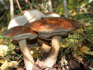 Mga Mushroom Naro - Fominsk na rehiyon