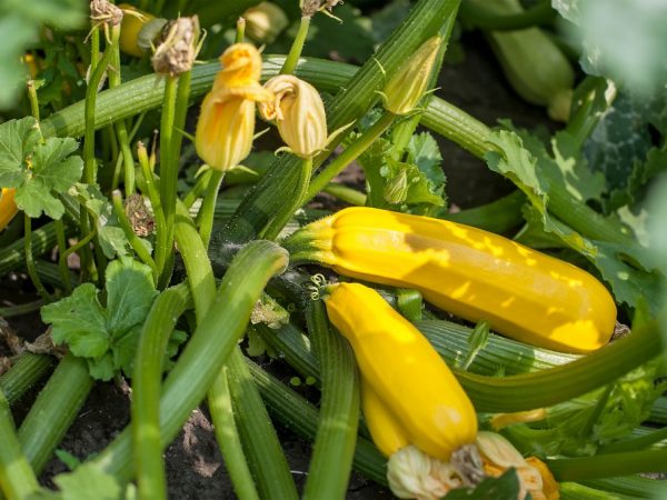 Mga tampok ng varietal ng zucchini Yasmin F1