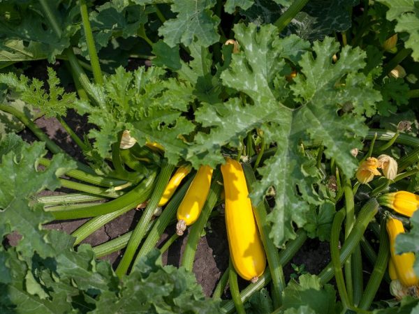 Ang Zucchini ay dapat na regular na natubigan