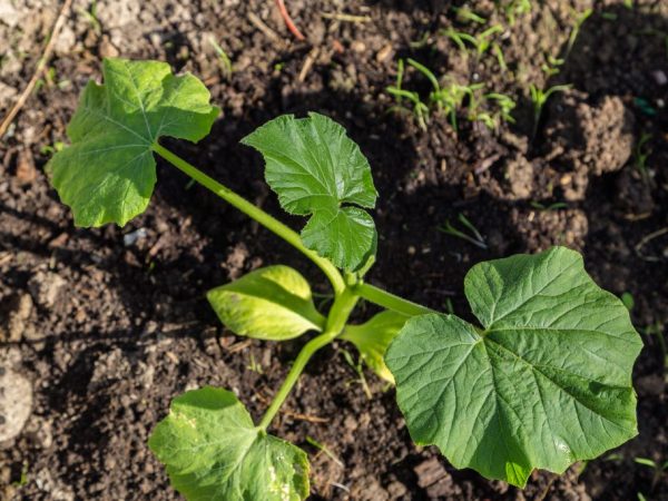 Sa hilaga ng Russia, mas mahusay na palaguin ang zucchini sa isang greenhouse