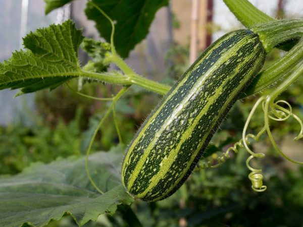 Zebra zucchini