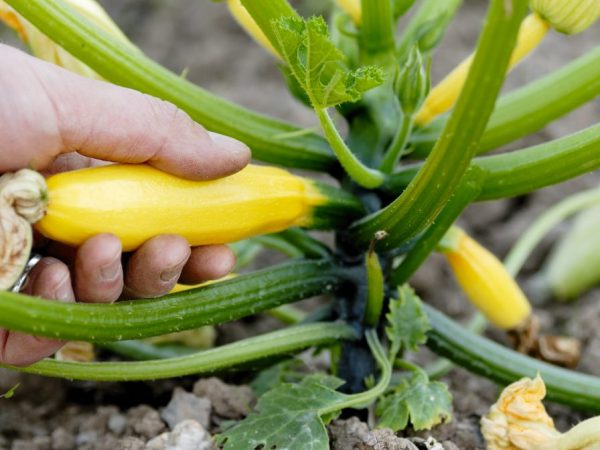 Zucchini variety Zolotinka