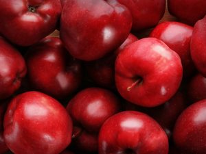 Variété de pomme en colonne Arbat