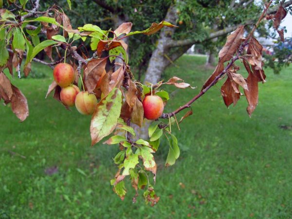 Traitement d'une brûlure bactérienne d'un pommier