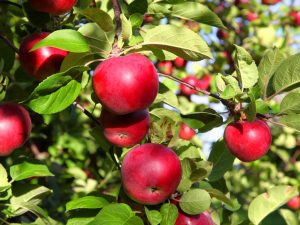 Culture du pommier sucré biélorusse