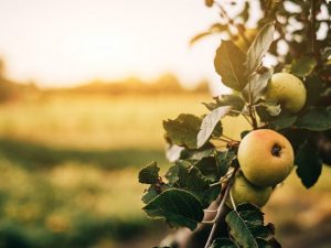 Caractéristiques des pommes Berkutovskoe