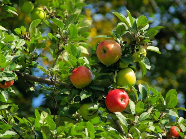 Odroda Apple Dobré správy