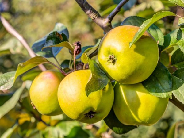 Features of the apple tree Bratchud