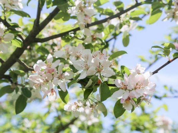 Processing will help protect the apple tree from pests