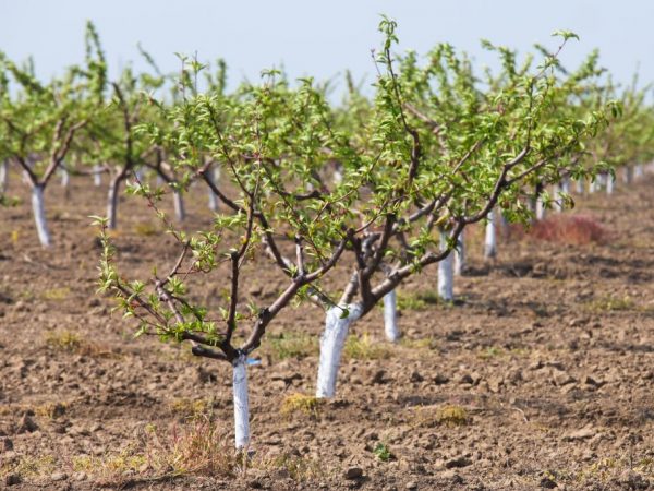 It is better to plant seedlings in spring.